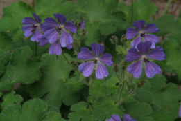 Geranium 'Philippe Vapelle' bestellen